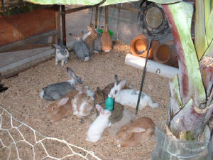 Conejos habitando un corral de mosquitero y madera